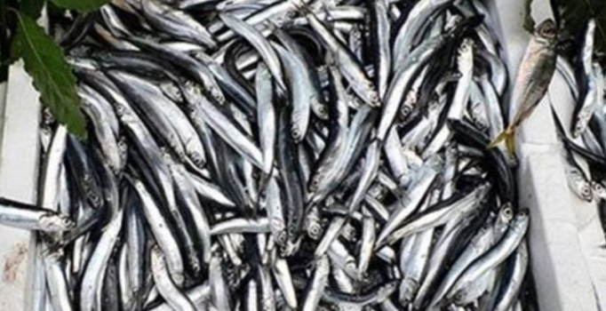 Karadenizli balıkçıların yüzü güldü