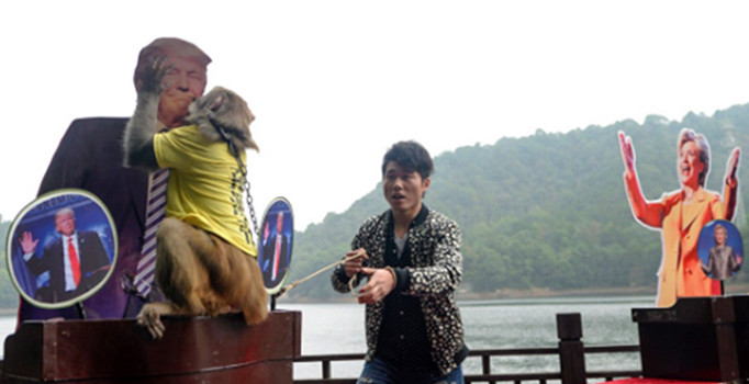 Kahin maymun Geda ABD Başkanını seçti: Donald Trump