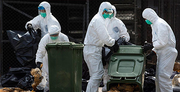 Çin'de şimdi de 'kuş gribi' salgını başladı