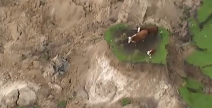 Yeni Zelanda'daki depremde mahsur kalan inekler böyle görüntülendi