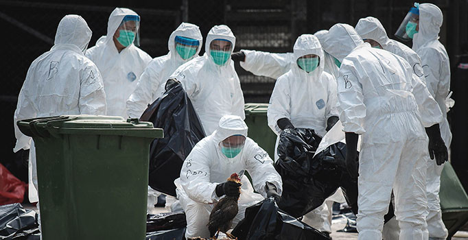 Çin'de bir kişide kuş gribine rastlandı