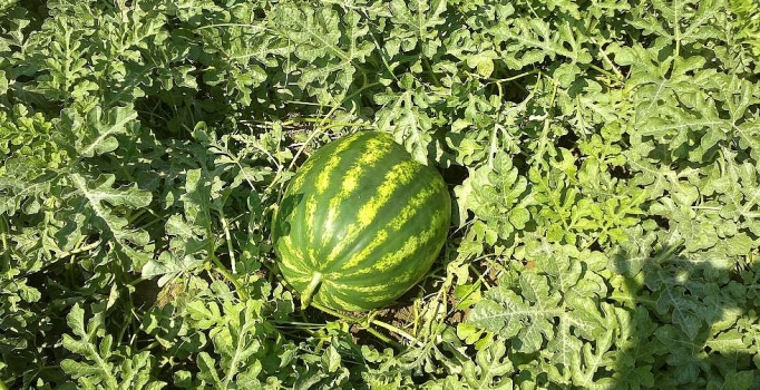 Karpuz tarlada 5, markette 
75 kuruşa satılıyor