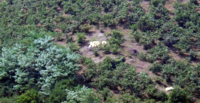 Ordu'da fındık hasadı erken başladı