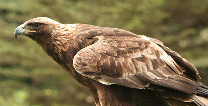 Fransa'da kartallara drone indirme eğitimi verilecek