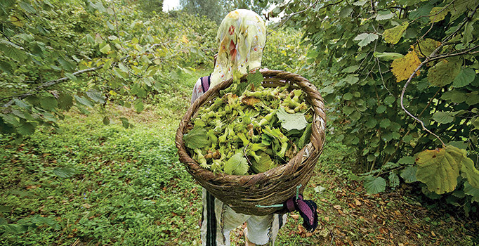Fındık fiyatlarına TMO müdahalesi yolda