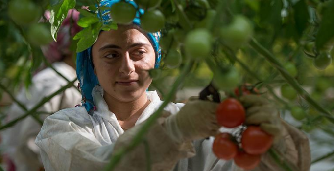 Rusya'nın almadığı domatesler iki ülkeye gitti