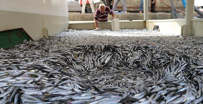 Hamsi fiyatları tavan yaptı