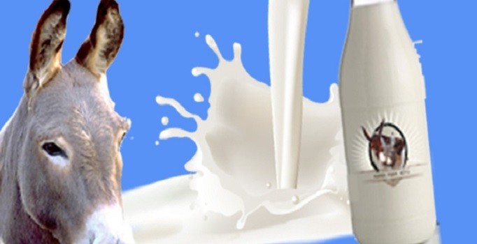 Yurt dışına kargoyla eşek sütü gönderiyor