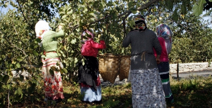 Fındıkta hasat başladı üretici fiyattan umutlu