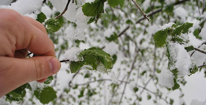 Meteoroloji'den zirai don uyarısı