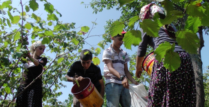 Çocuklara fındık toplatmanın günlüğü bin 478 TL ediyor