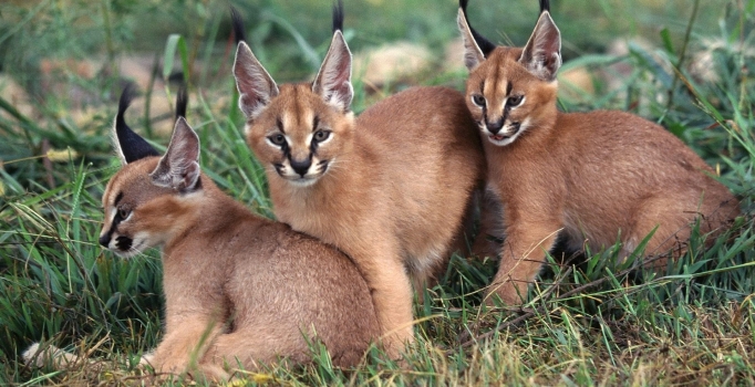 Ülkemizde nesli tükenmeye yüz tutan hayvanlar