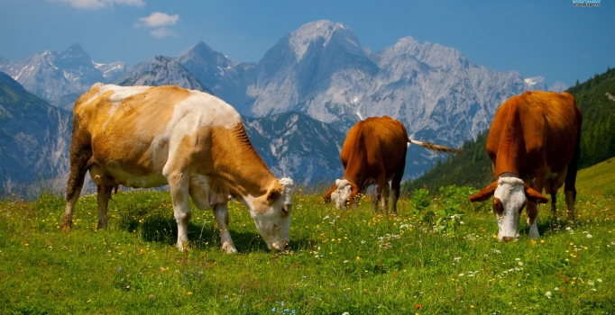 Karkas eti ithalatı sektörü ikiye böldü: ''Çözüm değil''