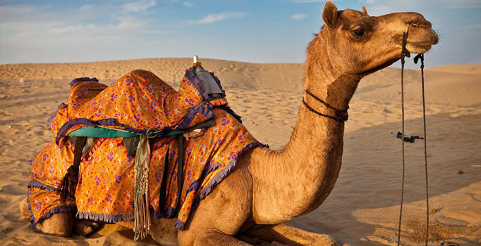 İran'da develer de artık plaka taşıyacak