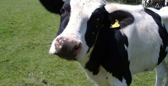 Et ve Süt Kurumu'nun indirimi bugün başladı