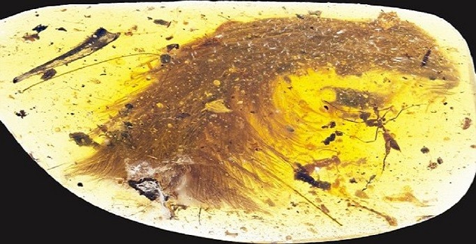 Kehribar taşının içinde 99 milyon yıllık dinozor fosili bulundu