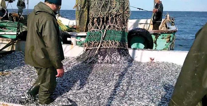 Hamsi tezgahında soğuk hava bereketi