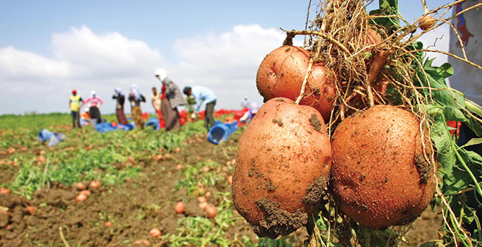 Patates ve soğan'a destek fiyatları düşürür