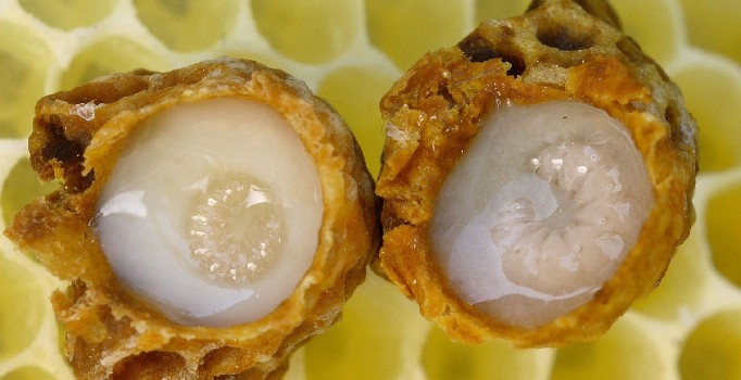 Arı sütü birçok hastalığa iyi geldiği için el yakıyor