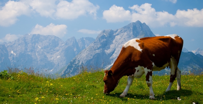 Avrupa'dan ithal ete sıfır vergi