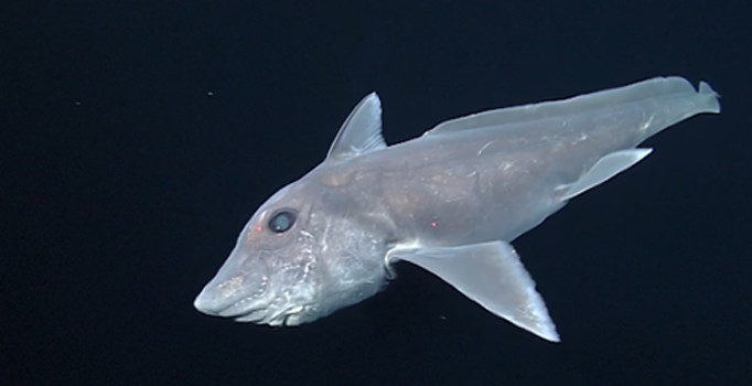 Hayalet köpek balığı canlı olarak ilk kez görüntülendi