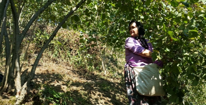 Fındık üreticisi 15 liranın üzerinde fiyat bekliyor