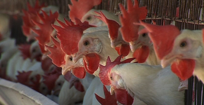 Bursa'da kuş gribi alarmı! Toplanıyor | Bursa haberleri