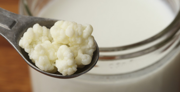 Kefirin hafıza ve öğrenme üzerindeki etkisi araştırılıyor