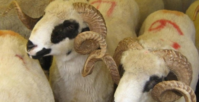 Türkiye Diyanet Vakfı kurban fiyatlarını açıkladı