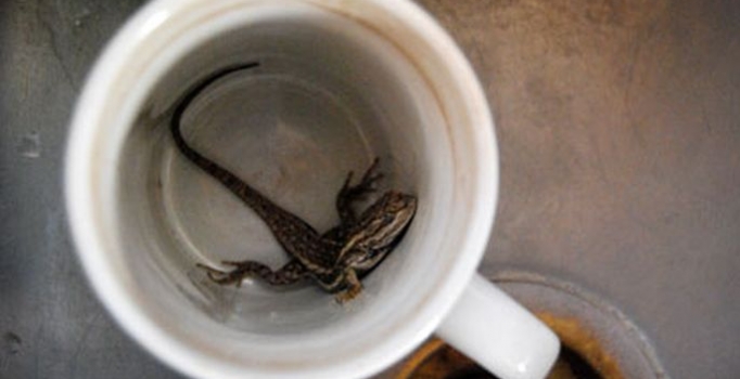 Starbucks kahvesinden kertenkele çıktı