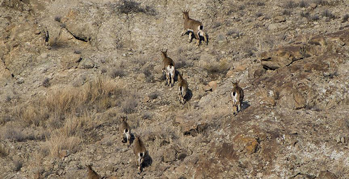 Yaban hayatına dokunan yandı