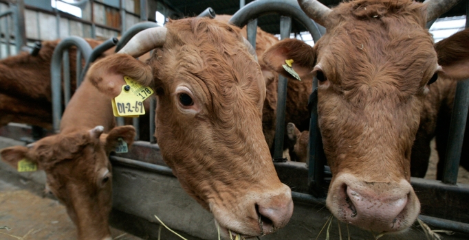 Kızılay vekalet yoluyla kurban kesim bedelini açıkladı