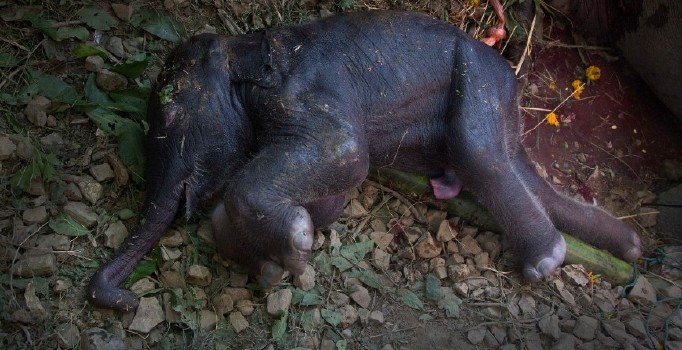 Nepal'de köye fil saldırısı: 1 ölü