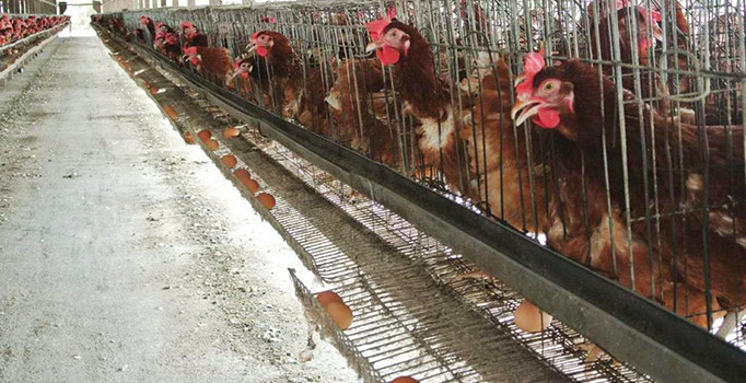 Yumurtanın fiyatını rengi belirliyor