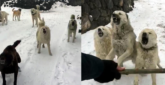 Sayaç okumaya giden görevliye köpekle engel oluyorlar