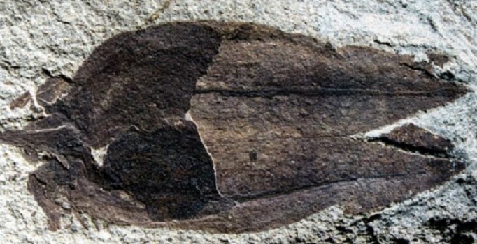 Güney Amerika'da 52 milyon yıllık meyve fosili