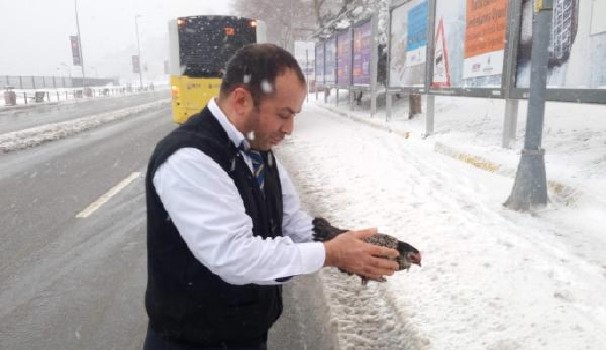 İETT şoförü karda cadde ortasında gezinen tavuğu kurtardı