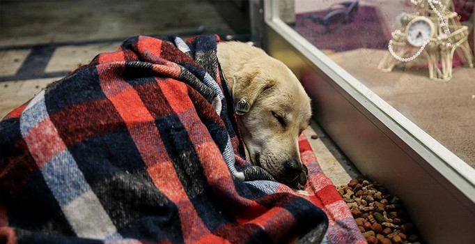 AVM girişi sokak hayvanlarına barınak oldu