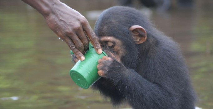 Şempanzeler su içmek için çubuklardan pipet yapıyor
