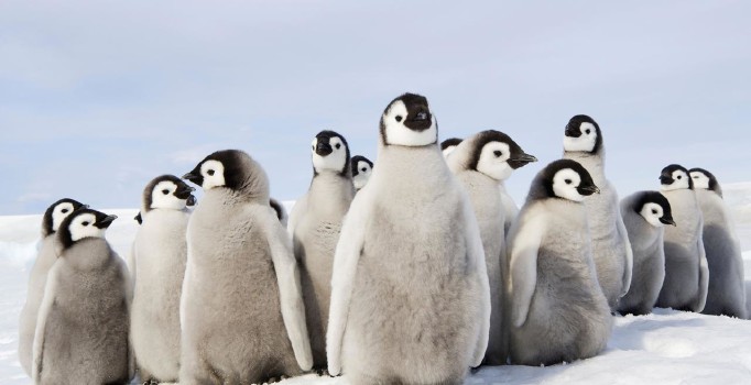 Antarktika'da binlerce yavru penguen öldü