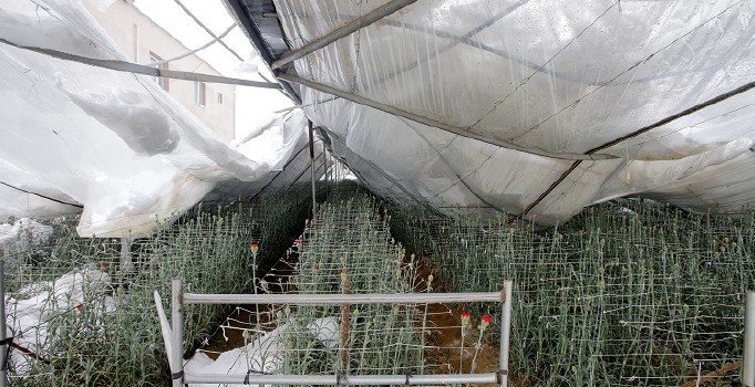 Sevgililer Günü çiçekleri kar altında kaldı