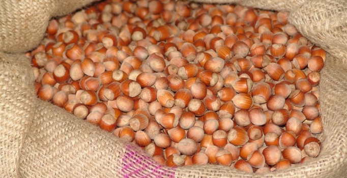 Fiskobirlik fındık alım sezonunu başlattı