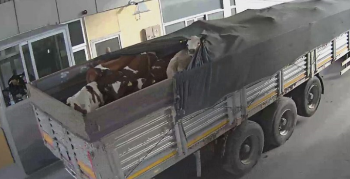 Limanda akılalmaz dolandırıcılık... 48 dana çalındı