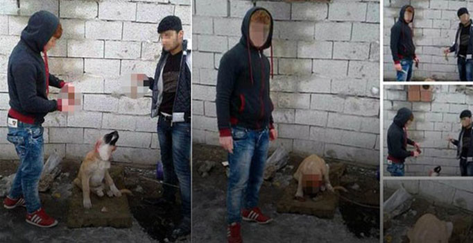Yavru köpeğin kulağını kesip videoya çekenlere Kabahatlar Kanunu'na göre adli işlem yapıldı