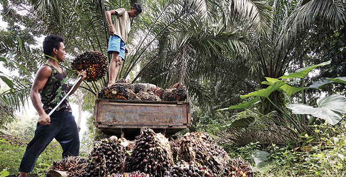Kanser tartışmalarının ortasında hasat