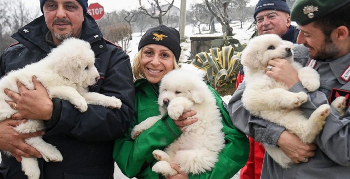 İtalya’daki çığ felaketinde 3 yavru köpek kurtarıldı