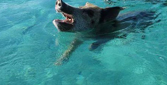 Muğla'nın Bodrum ilçesinde deniz ortasında yüzen domuz gören balıkçılar şok oldu