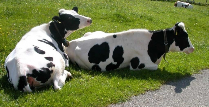 İthal ete sıfır(0) 
gümrük vergisi