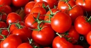 Domatesin kilosu 4 liraya çıktı | Mersin haberleri