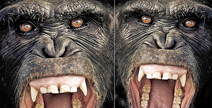 Zalim şempanzelerin hazin sonu